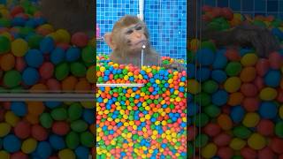 Monkey Bon Bon Meets Rain of Candy in Bathroom | Bon Bon Indonesian #shorts