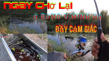 Câu cá lóc đen ở rừng u minh Hạ .ngày mở rừng trở lại không có chổ đứng# du phan fishing