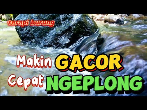 MASTERAN Burung Kecil Tembakan Tajam ,Terapi Air ,Terapi Air Untuk Semua Jenis Burung ,Gemericik Air