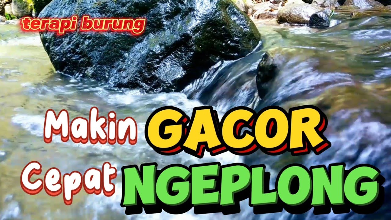 Burung makin gacor cepat ngeplong dengan terapi suara gemericik air