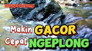 Burung makin gacor cepat ngeplong dengan terapi suara gemericik air