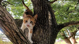 木に登る三毛猫を撮っていたら降りてきた。そしてなぜか集まってくる野良猫達