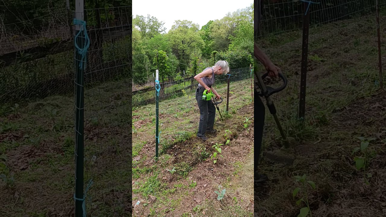Using the battery powered weed whip in my no-till garden.