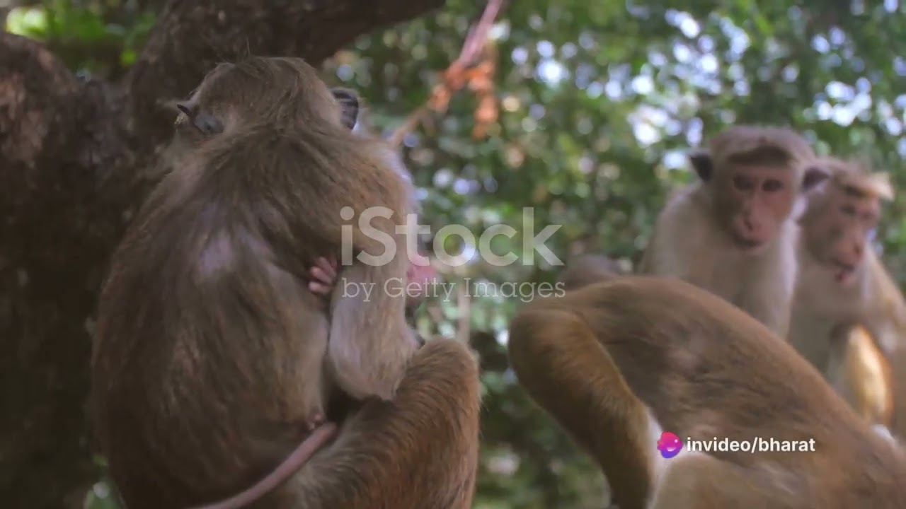 mother monkey care her kid