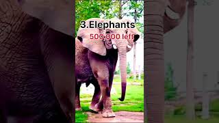 These Animals Are Disappearing Fast… Shocking Numbers 😳