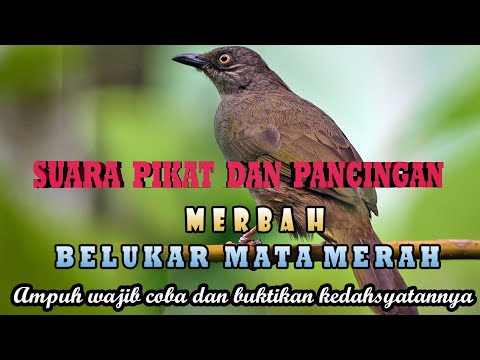 Suara pemanggil dan pikat merbah belukar mata merah mp3 ampuh terbaru dan jernih terbaru.