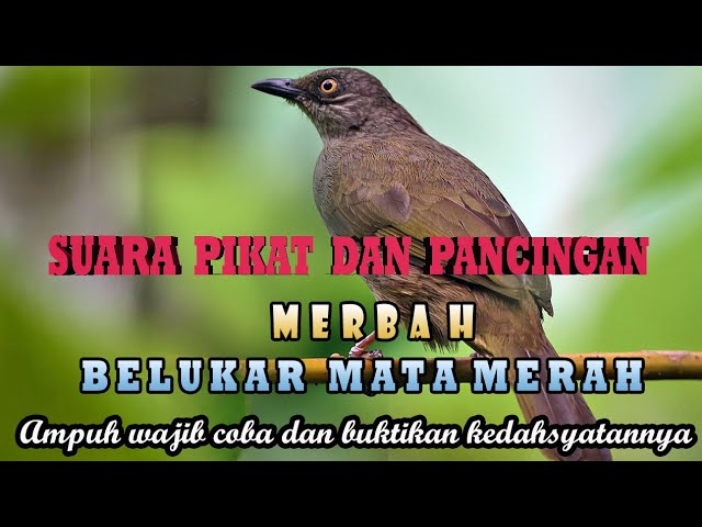 Suara pemanggil dan pikat merbah belukar mata merah mp3 ampuh terbaru dan jernih terbaru. class=