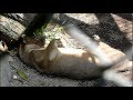 Fossa.Relax.フニャフニャなフォッサ（マダガスカル最大の肉食獣）。