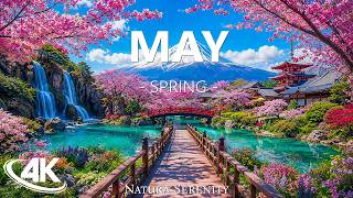 Spring in May 4K 🌸 Blooming Flowers, Soft Sunlight & Peaceful Nature Scenery screenshot 4