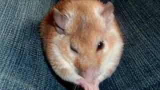 My Spiny Mouse!