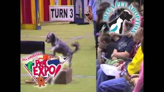 Mega Pet Adoption