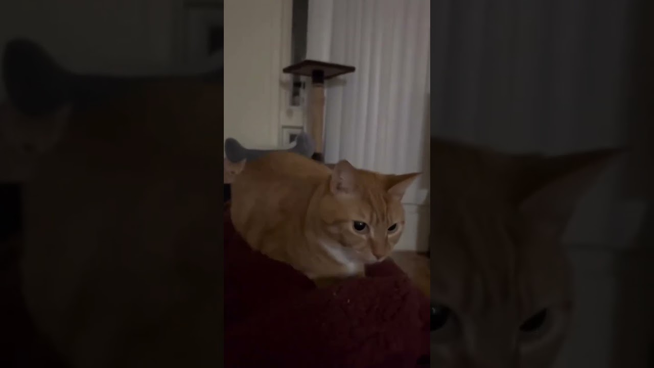 Bouncing Cat