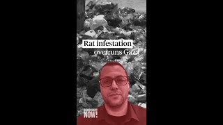 Thumbnail for Rat infestation in Gaza: Israel's blockade compounds misery