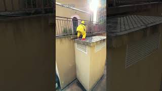 Journey to the West Continuation: The Great Sage Dealing with Security Guards Parkour King Jie
