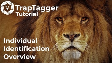 TrapTagger: Individual Identification Overview