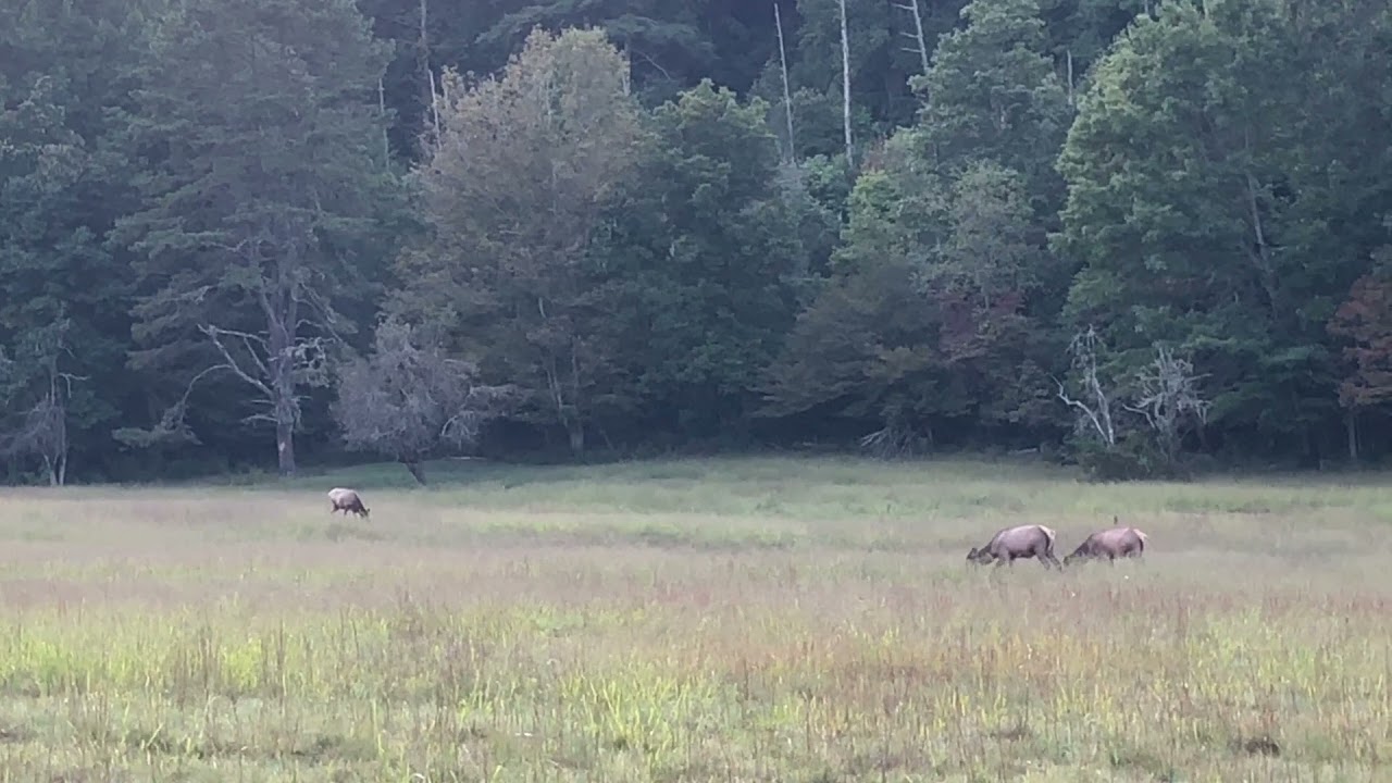 Cataloochee Elk scan sampling 2021