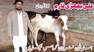 Australian Fresian || Jarsey Fresian HF cross Heiffers fresh rates Sheikhupura ! Ali Best 