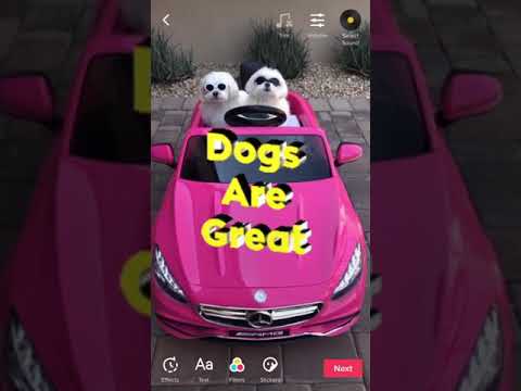 TikTok x GIPHY | TIKTOK OFFICIAL ACCOUNT
