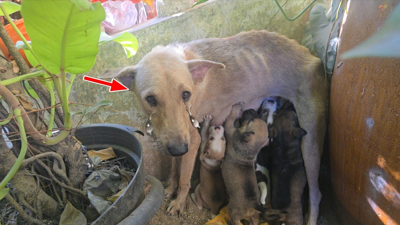 As a puppy lover, I really feel sorry for the puppy's mother.