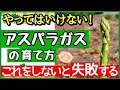 アスパラガスを長~くたくさん収穫する最強の育て方!失敗しない植え付け~収穫のコツ【初心者・プランター家庭菜園】