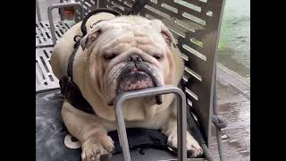 Bench time #bulldog #dog