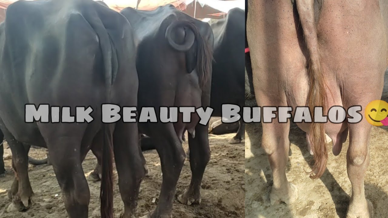 milk beauty Kundhi Buffalo's | Maveshi mandi high rate🔥 sell in Sindh