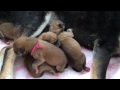 柴犬の５つ子　生後１日　Shiba inu quintuplets one day old