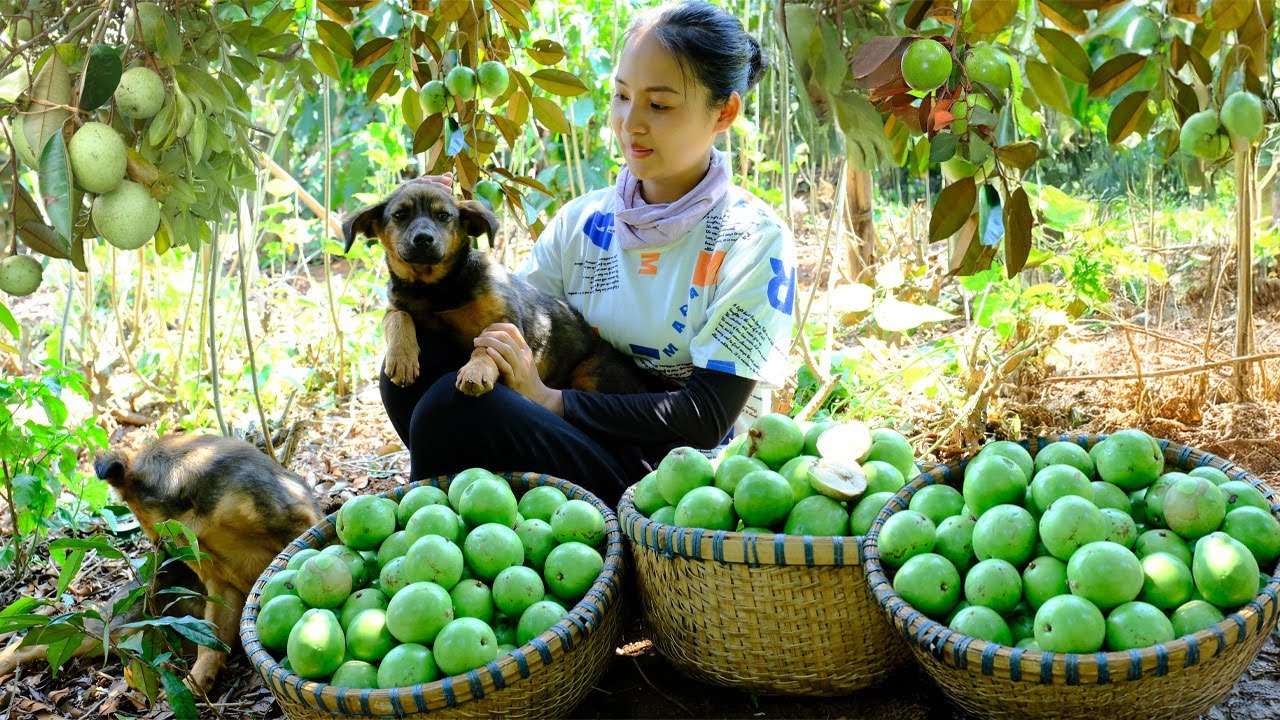 Harvest Sapodilla To Sell At The Market, Bathe Mun And Min, Cooking ...
