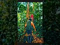 What's This #shorts #generativeart #nextgenai #aiart #jungle #jungleadventure