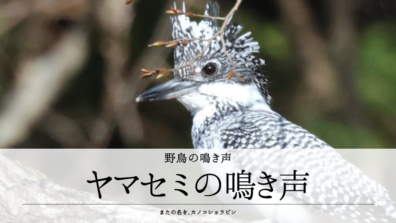 The birdsong of the Kingfisher in Japan - YouTube