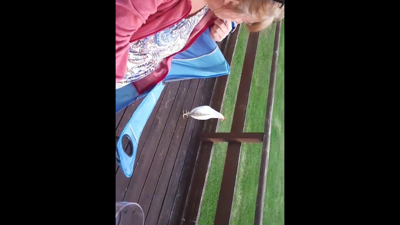 Trevayne Farm  caravan camp watters caravan with chicken lol