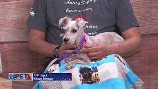Pet Connection Kiwi 8-5-25