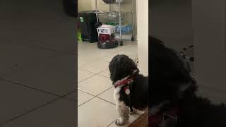 Dog v robot