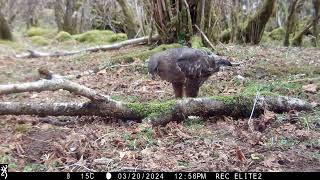 The Intriguing Foraging Rituals of Buzzards Isle of Skye