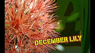 Circle of Love [ cover ] Sambasunda