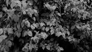 AMAZING beautiful nature video | 4k Ultra HD | No Copyright | Motion Graphics | Pexels com | screenshot 4