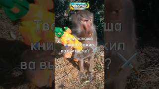 Сэр Да Сэр Брадок 🫡🙈 #Monkey #Rek #Прикол #А4 #Мемы #Brother #Юмор #Морпехи #Мем #Tiktok