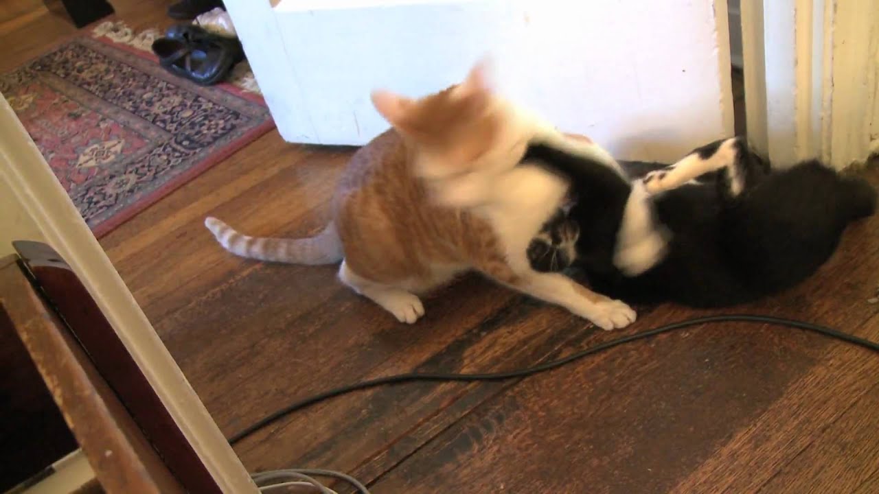 Kitty Fight High Definition YouTube