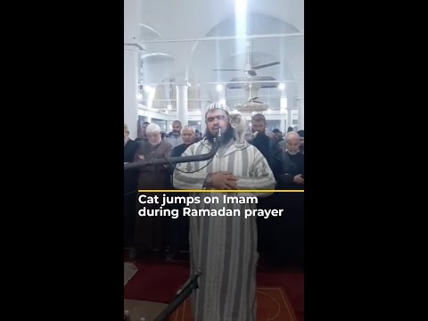 Cat jumps on Imam during Ramadan prayers | Al Jazeera Newsfeed