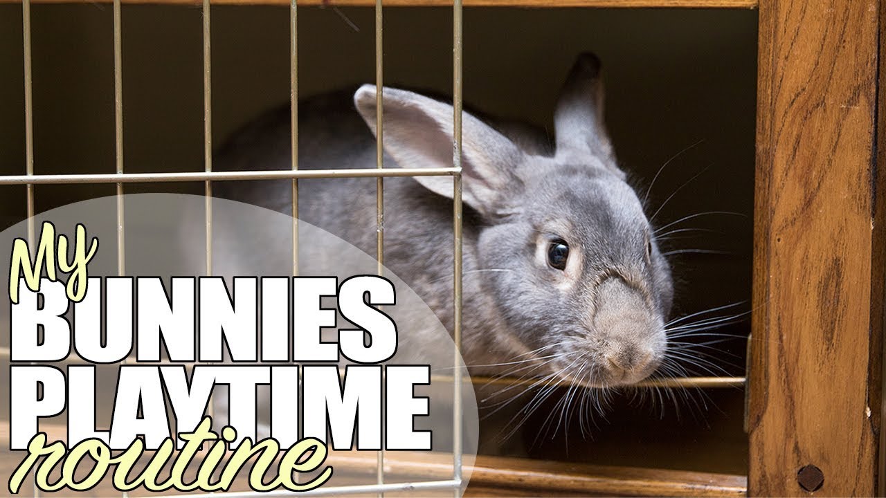 My Bunnies Playtime Routine YouTube