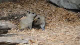 Cabybara Twins - Cleveland Zoo