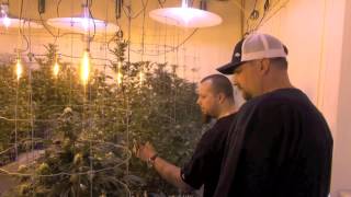 montreal grow