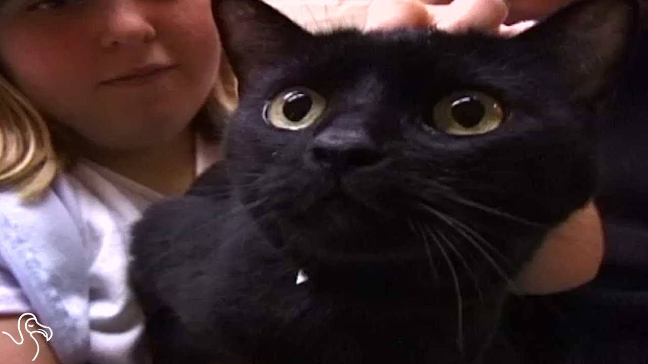 Cat Lost For 7 Years Found 3,000 Miles Away