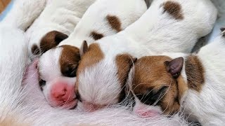 Cute cute puppies eat mom's milk / Jack Russell Terrier puppies