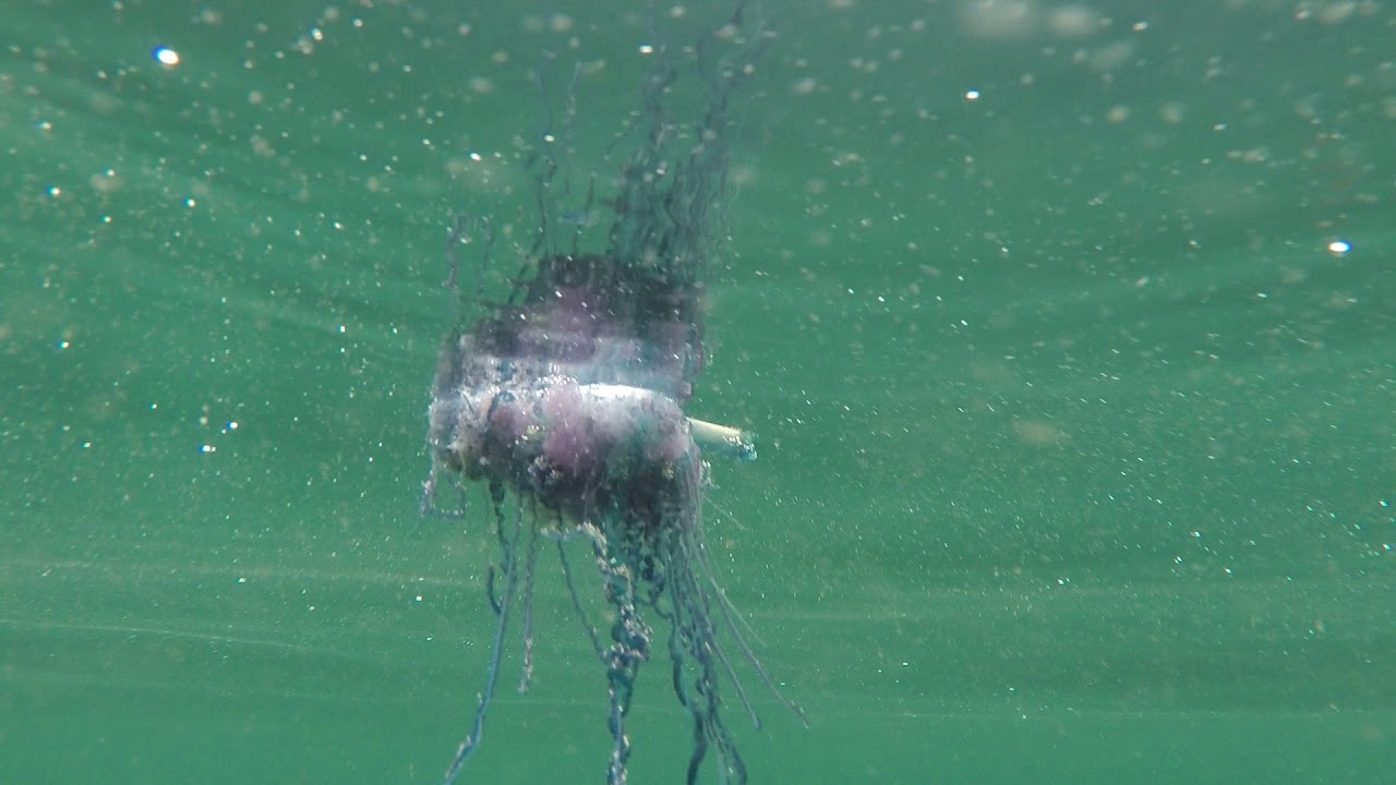 Portuguese Man of War Dunmanus Bay 27 Aug 09 25