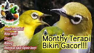 Terapi Pleci Monty|Montanus Bikin Gacor kembali dan lebih ngotot Bunyi!!!