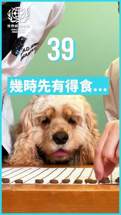 2kg How Many Dog Food Are There In 2kg YouTube 2kg-how-many-dog-food-are-there-in-2kg-youtube