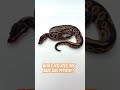 Would you KEEP this Baby Ball Python!?