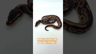 Would you KEEP this Baby Ball Python!?