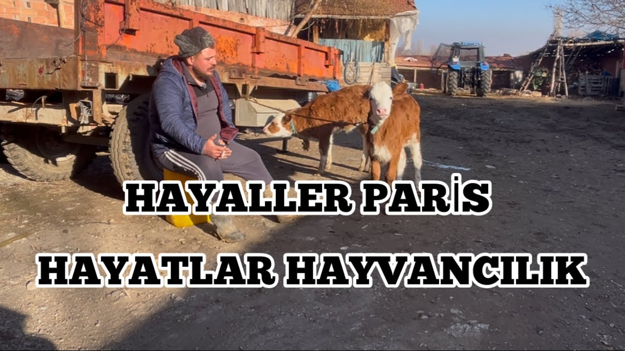 Hayvancılığa başlamak istiyorum~ahırın ve sistemin önemi~sıfırdan hayvancılık~